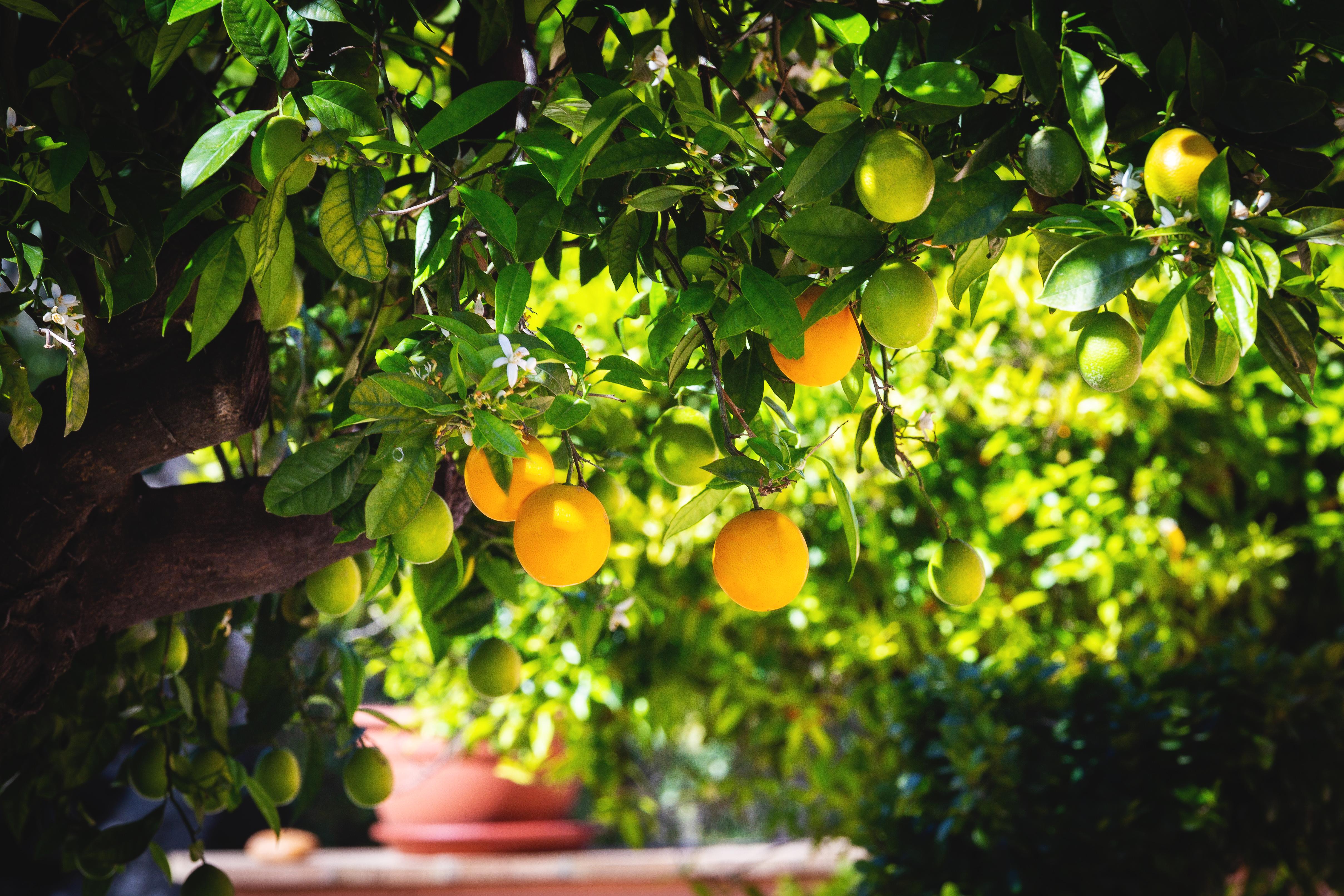 La Terra Dei Sogni Country Hotel Fiumefreddo di Sicilia Eksteriør billede