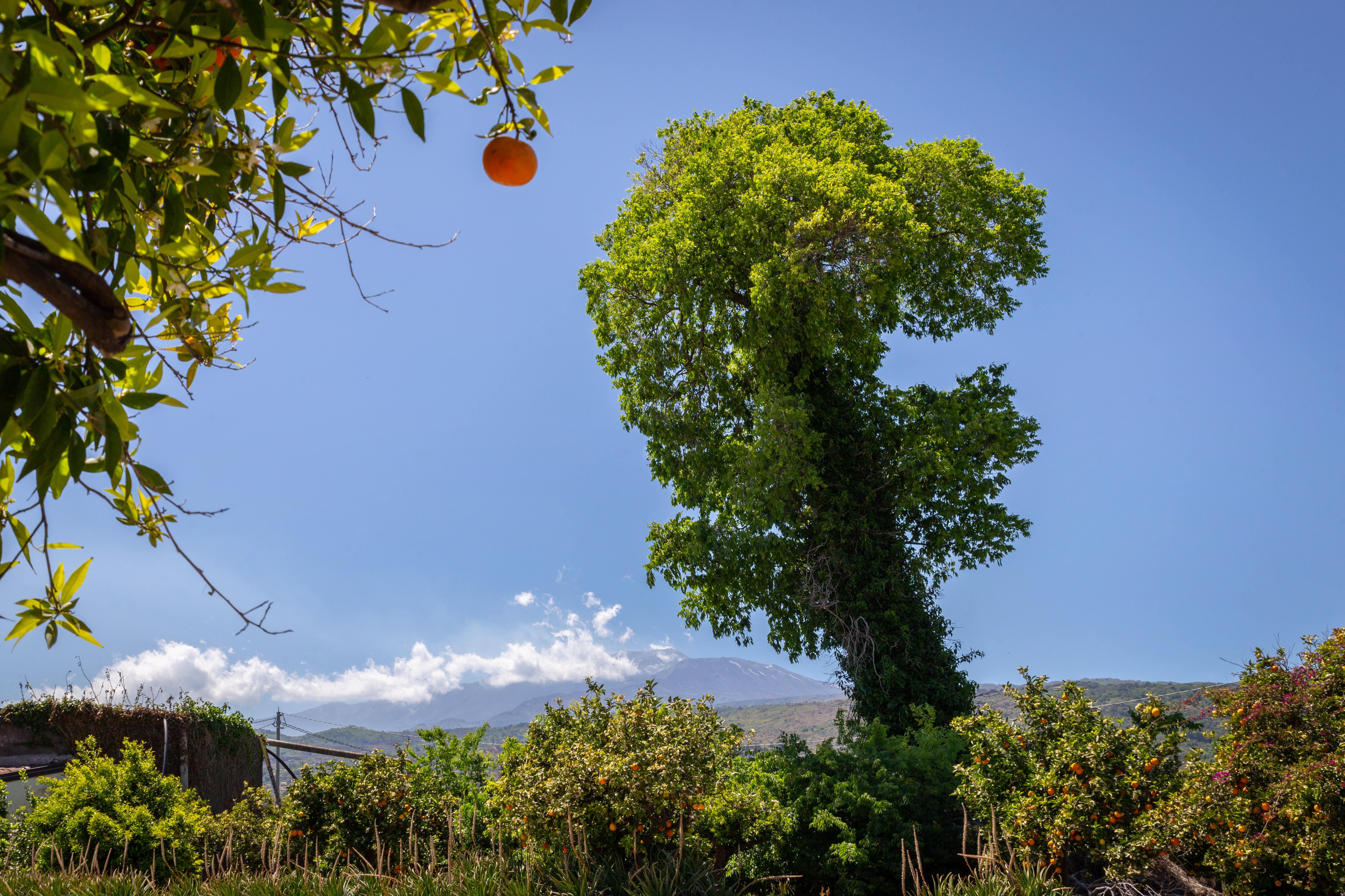 La Terra Dei Sogni Country Hotel Fiumefreddo di Sicilia Eksteriør billede